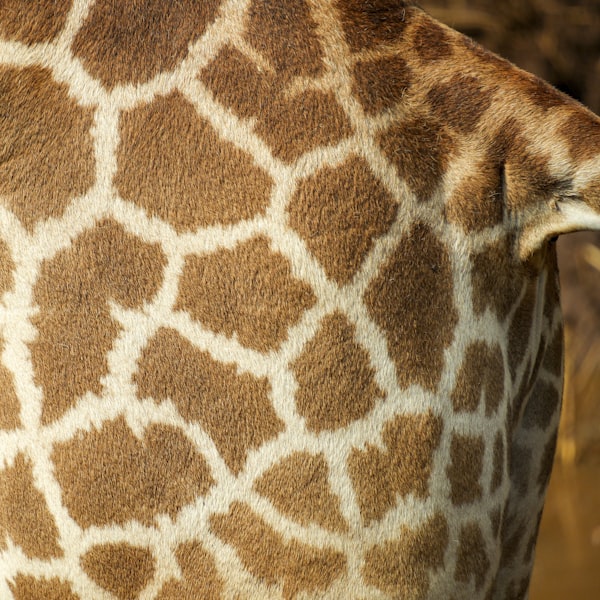 Giraffe Stuffed Animal